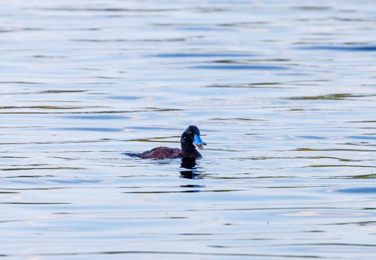 Blue-billed Duck - ML623832225