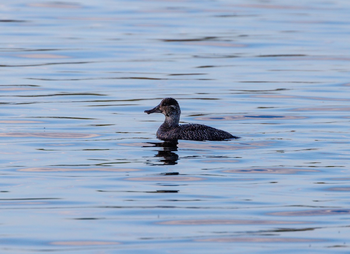 Blue-billed Duck - ML623832226