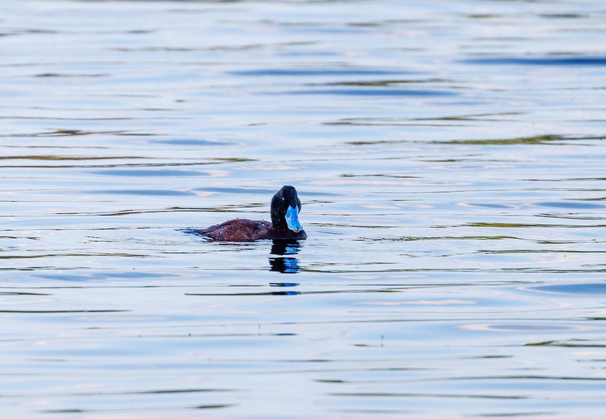 Blue-billed Duck - ML623832227