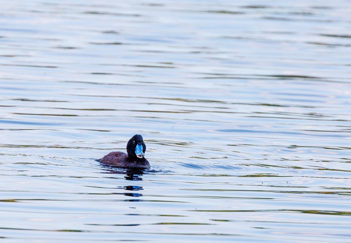 Blue-billed Duck - ML623832228