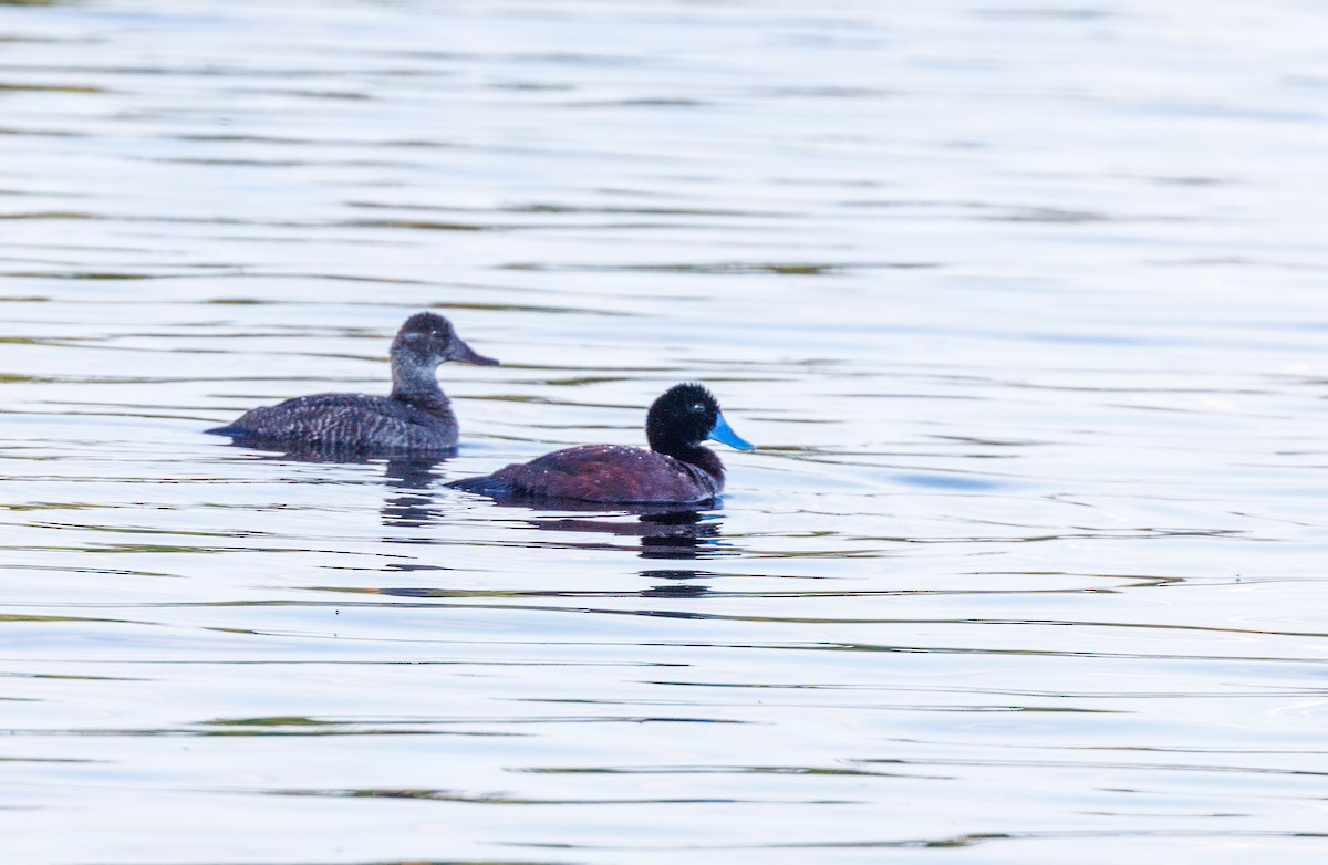 Blue-billed Duck - ML623832229