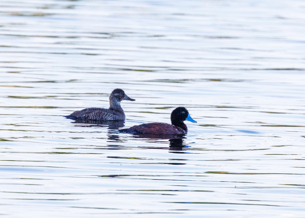 Blue-billed Duck - ML623832230