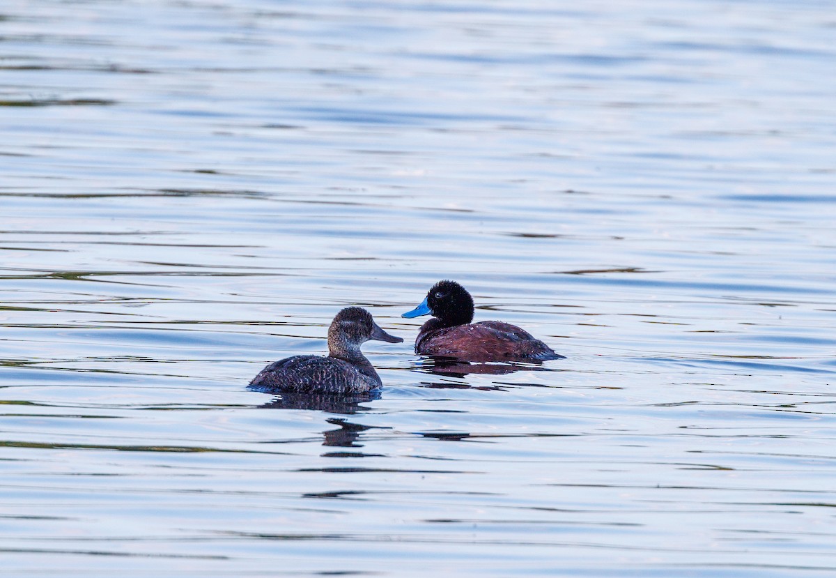 Blue-billed Duck - ML623832231