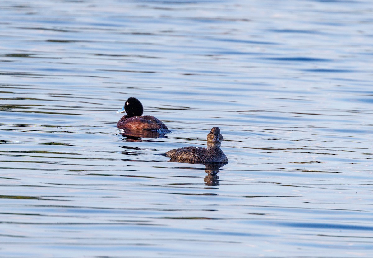 Blue-billed Duck - ML623832232