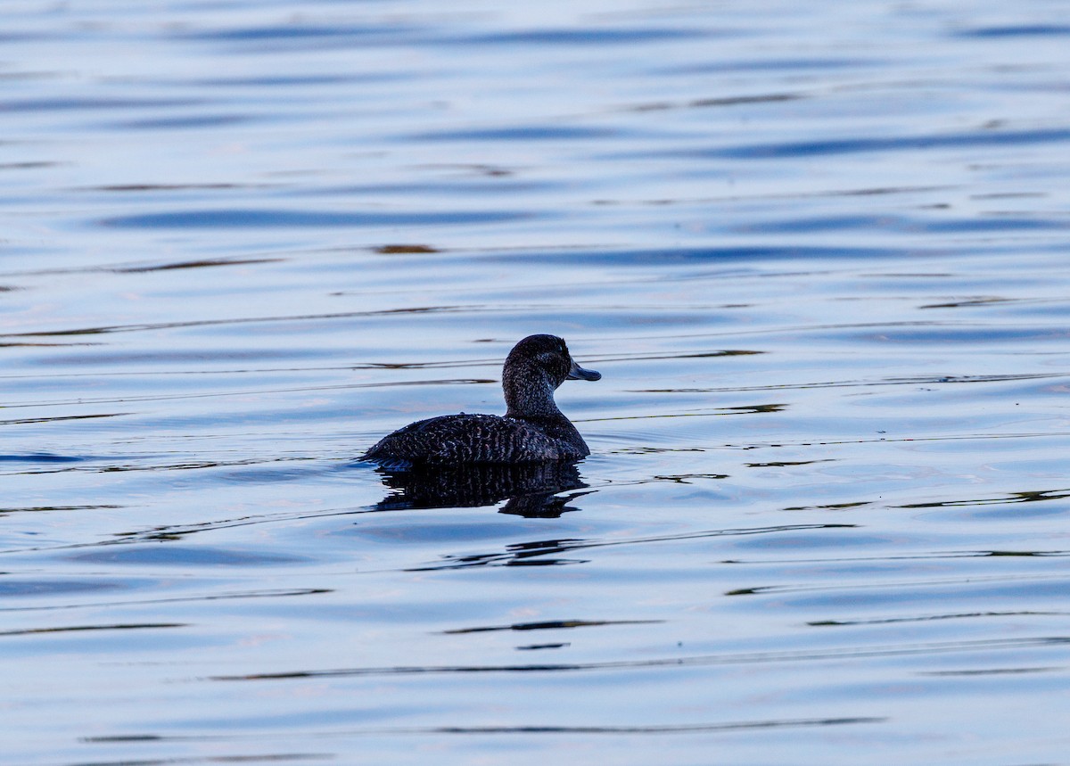 Blue-billed Duck - ML623832233