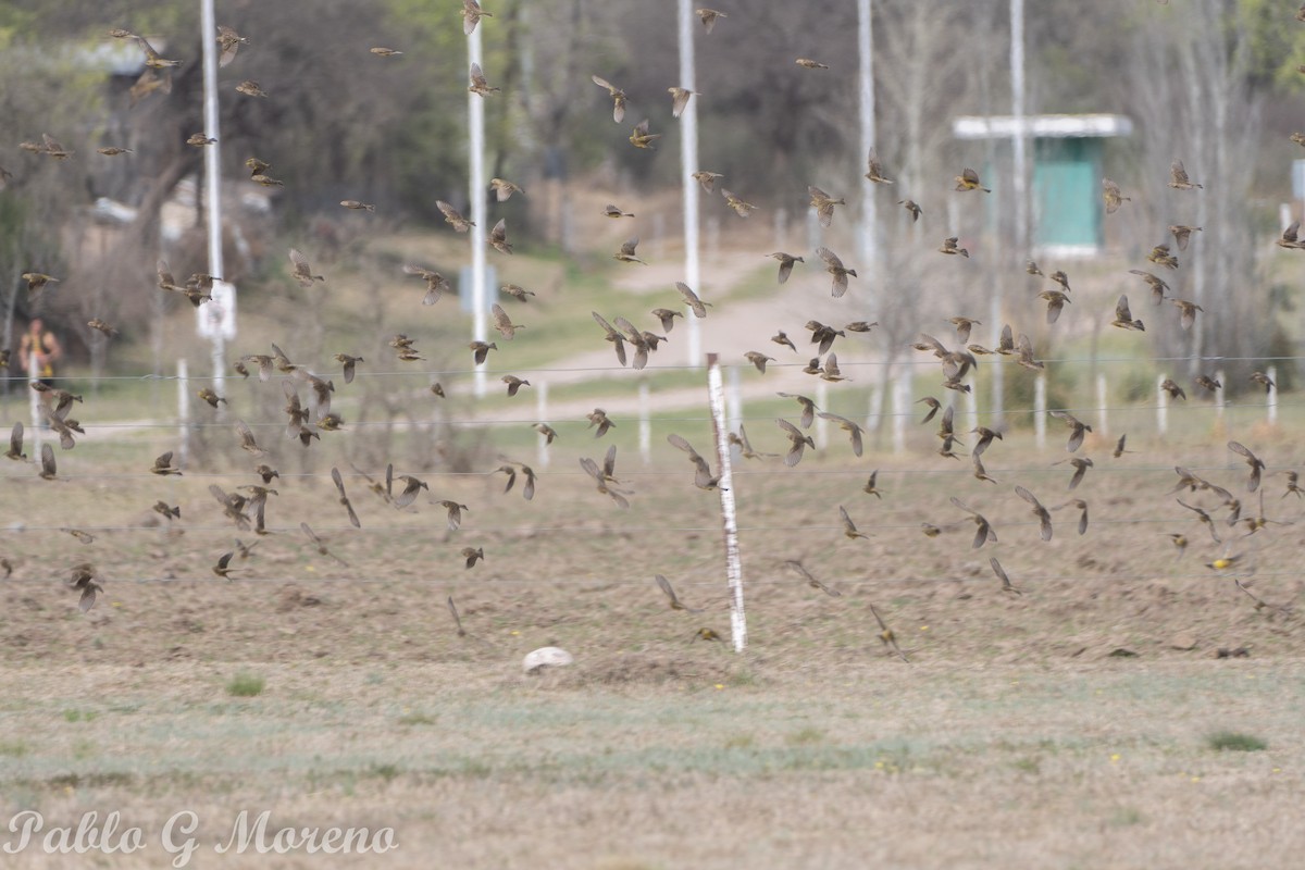 Grassland Yellow-Finch - ML623832238