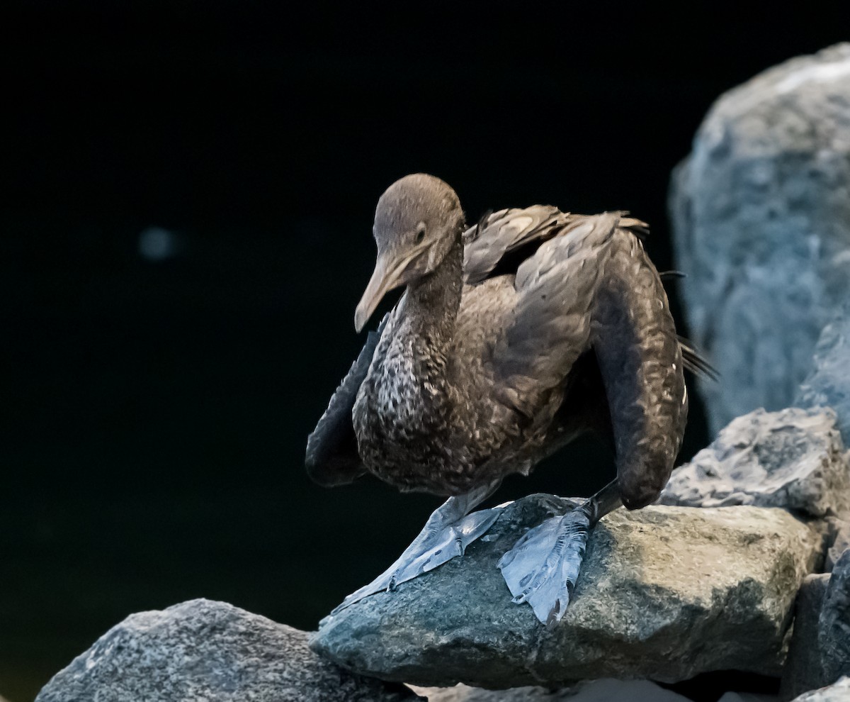 Socotra Cormorant - chandana roy