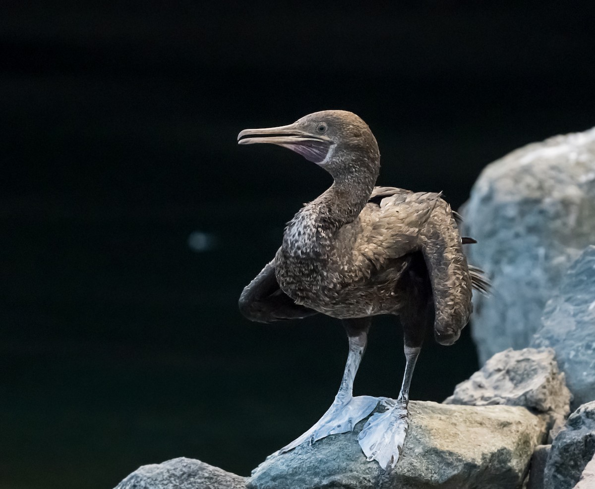 Socotra Cormorant - ML623832246