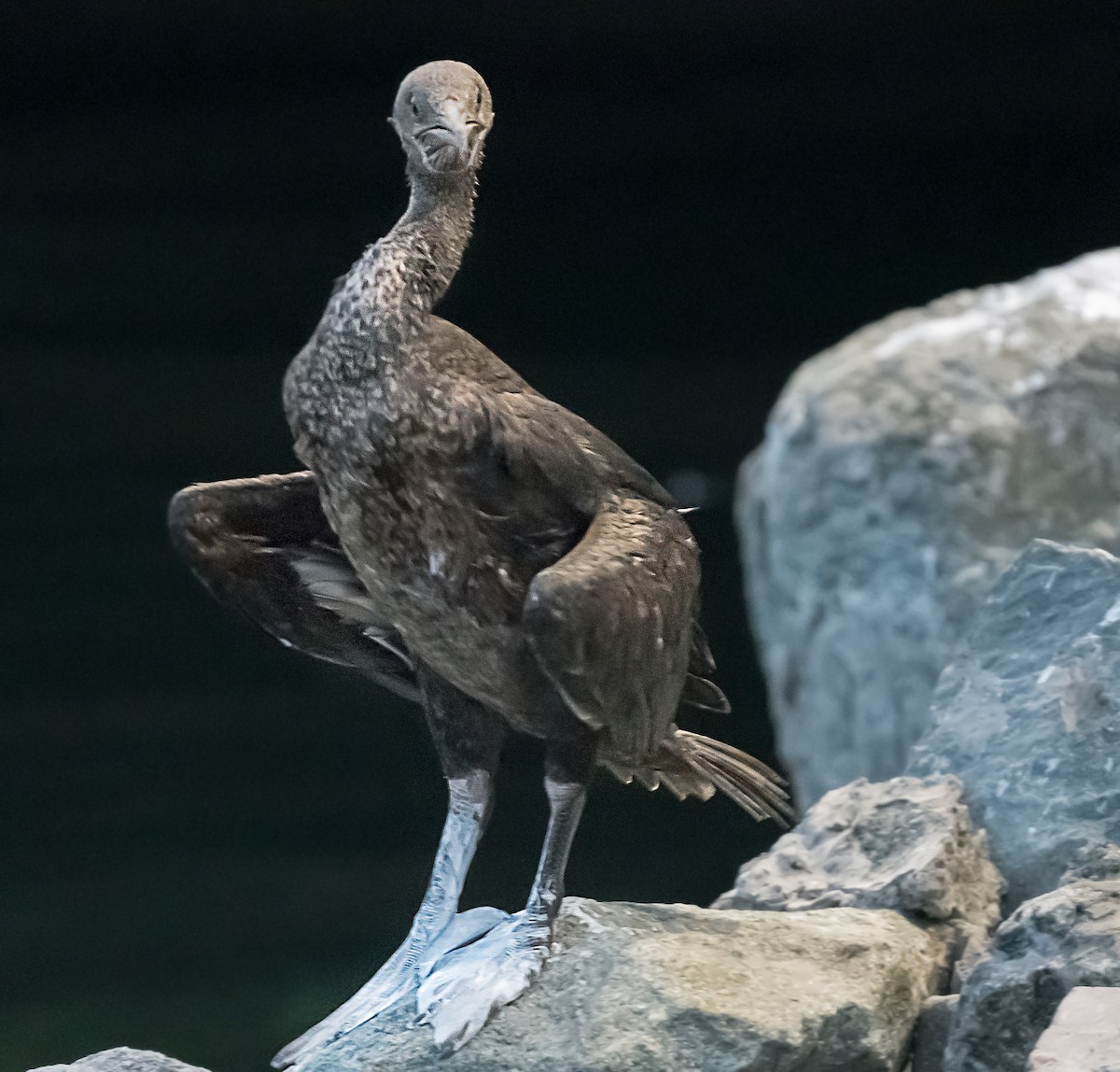 Socotra Cormorant - ML623832248