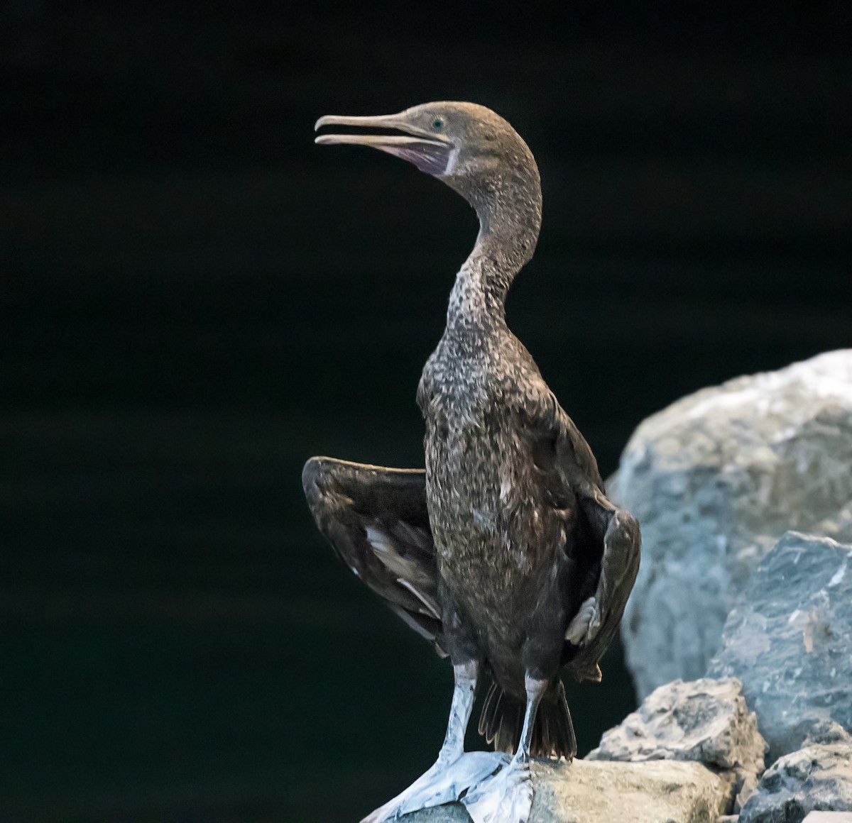 Socotra Cormorant - ML623832249