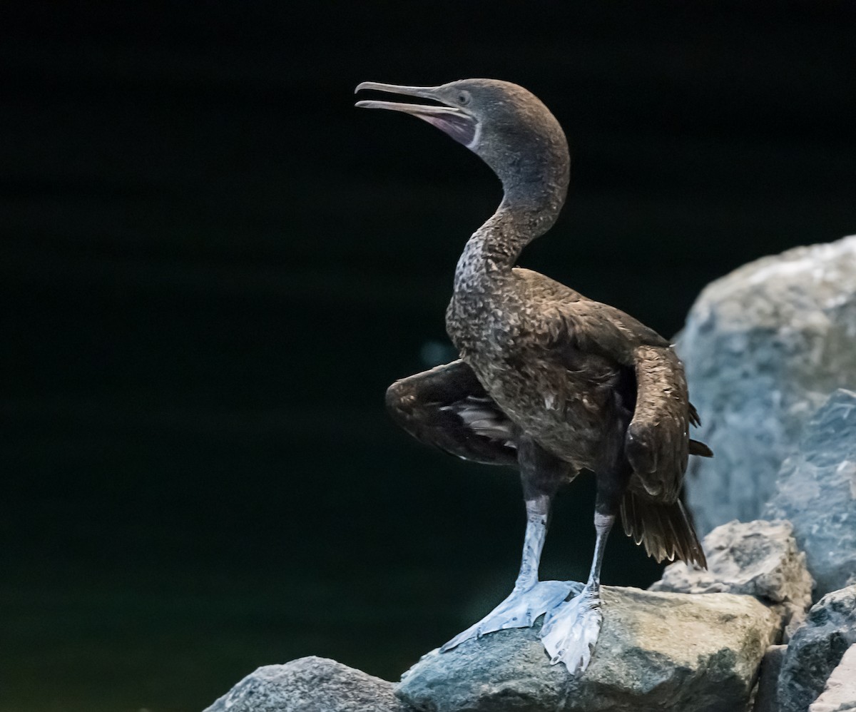 Socotra Cormorant - ML623832250