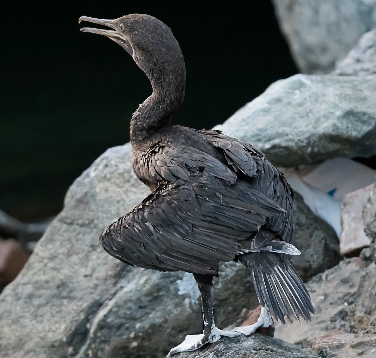 Socotra Cormorant - ML623832251