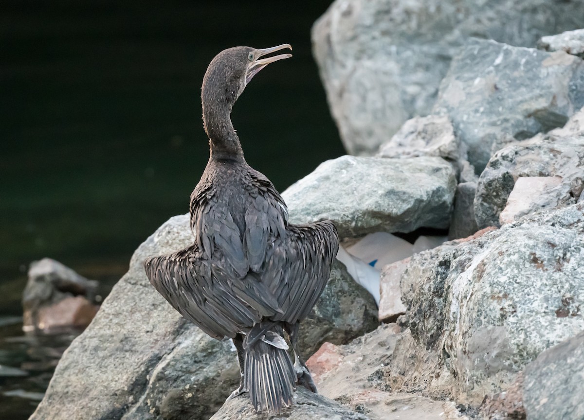 Socotra Cormorant - ML623832253