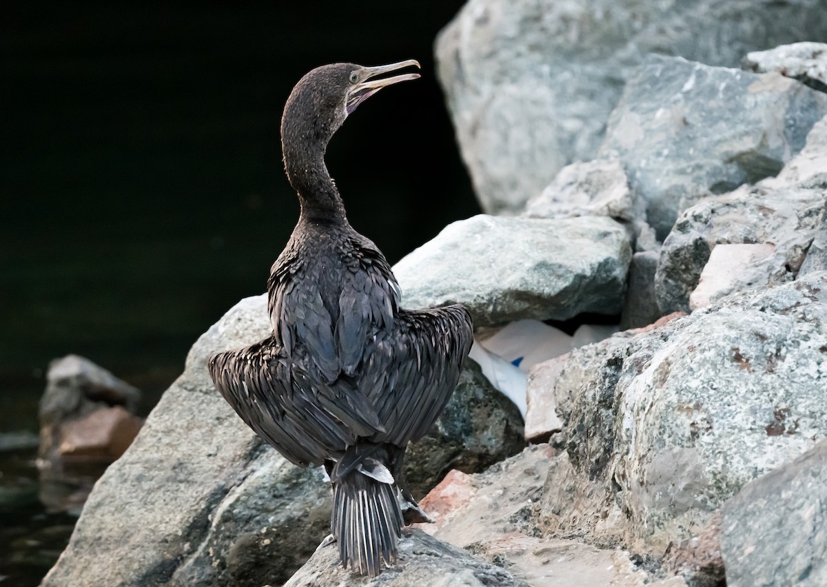 Socotra Cormorant - ML623832256