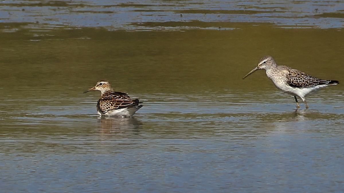 Pectoral Sandpiper - ML623832282