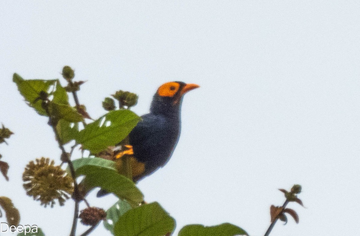 Yellow-faced Myna - ML623832302