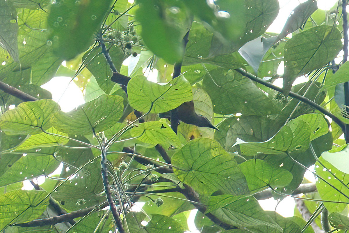 Streak-headed Honeyeater - ML623832303