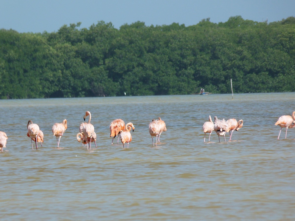 American Flamingo - Juan Diego Acevedo Barberá