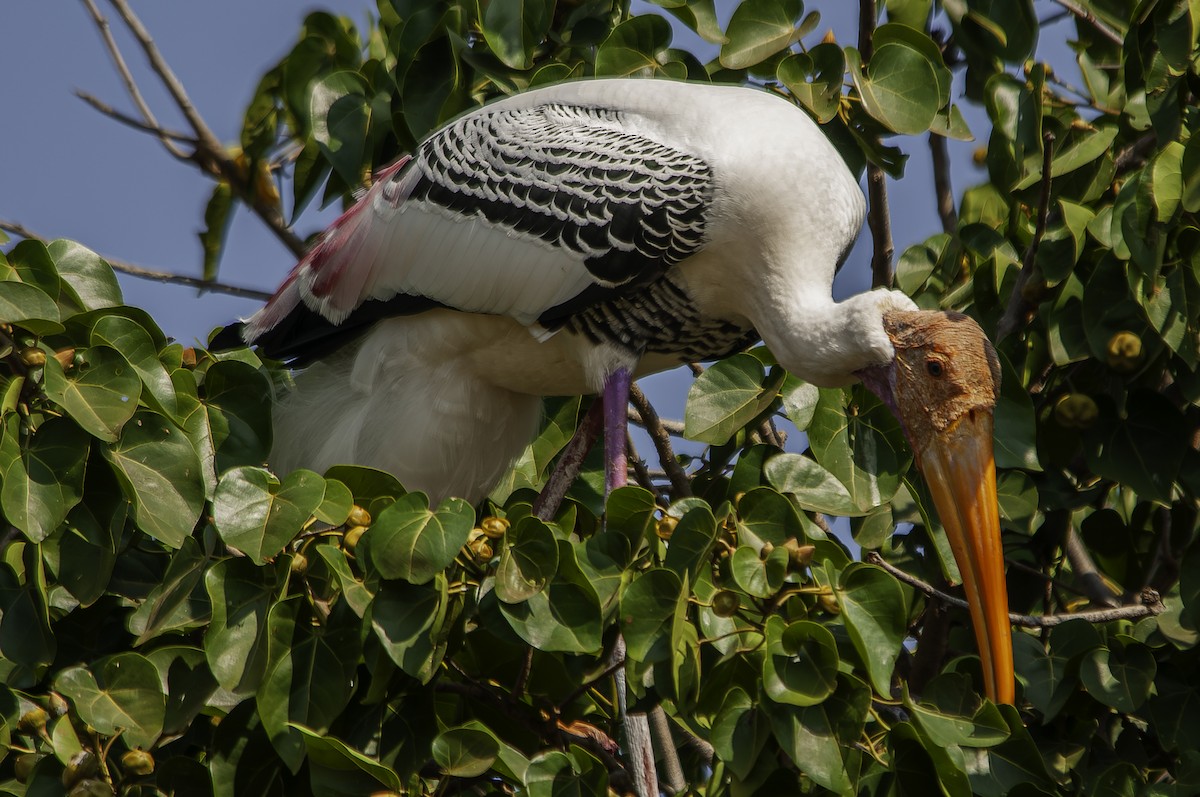 Painted Stork - ML623832325