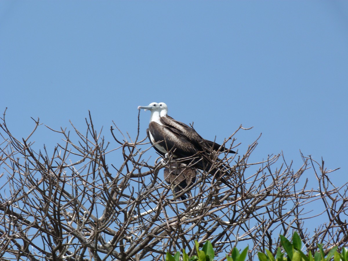 Magnificent Frigatebird - ML623832326