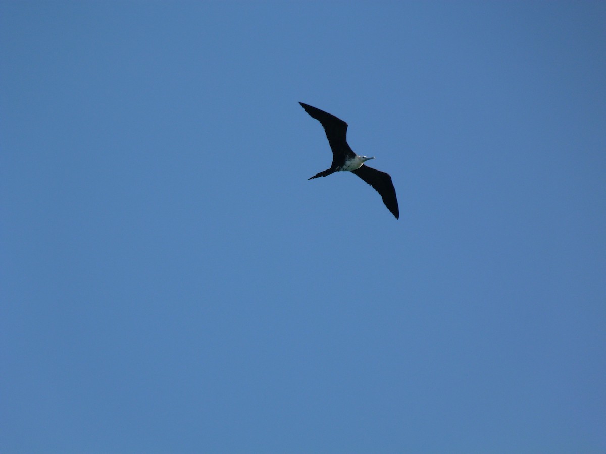 Magnificent Frigatebird - ML623832327