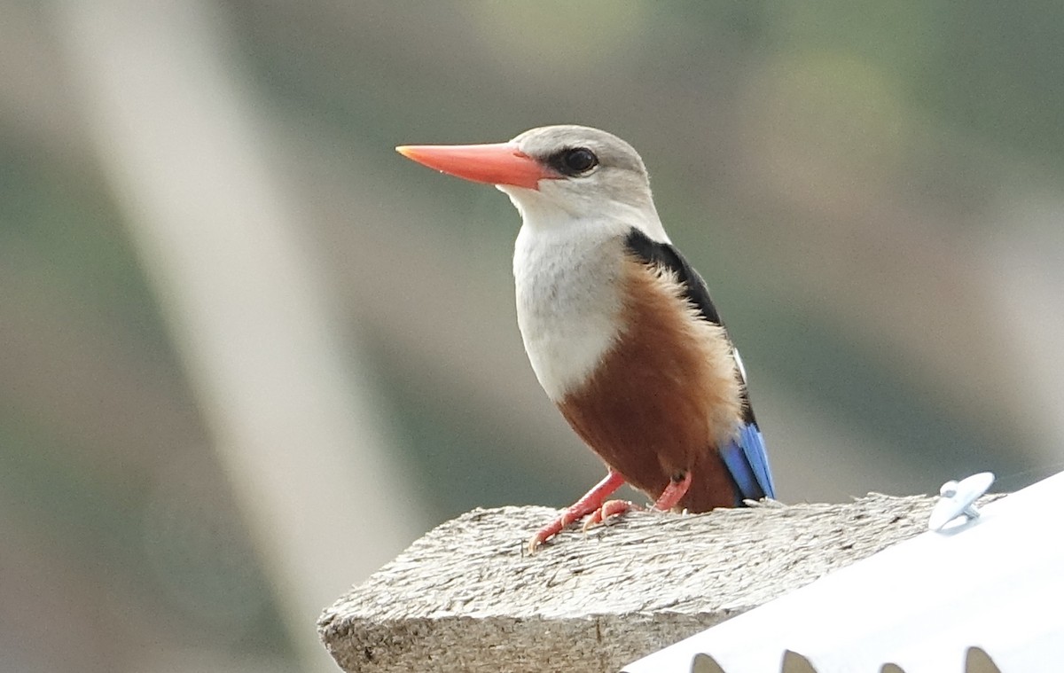 Gray-headed Kingfisher - ML623832335