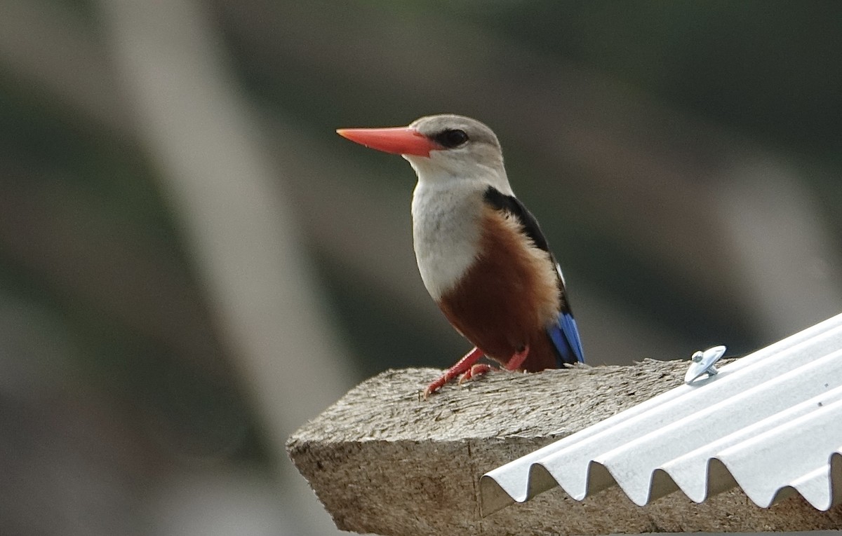 Gray-headed Kingfisher - ML623832336