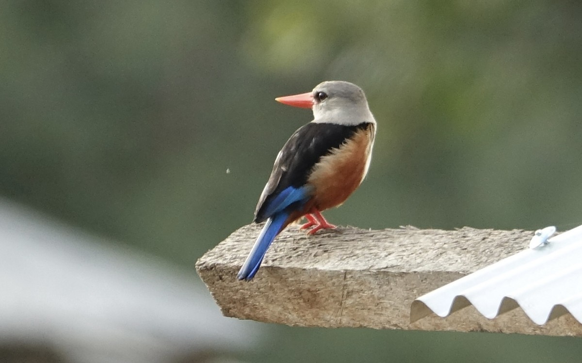 Gray-headed Kingfisher - ML623832337