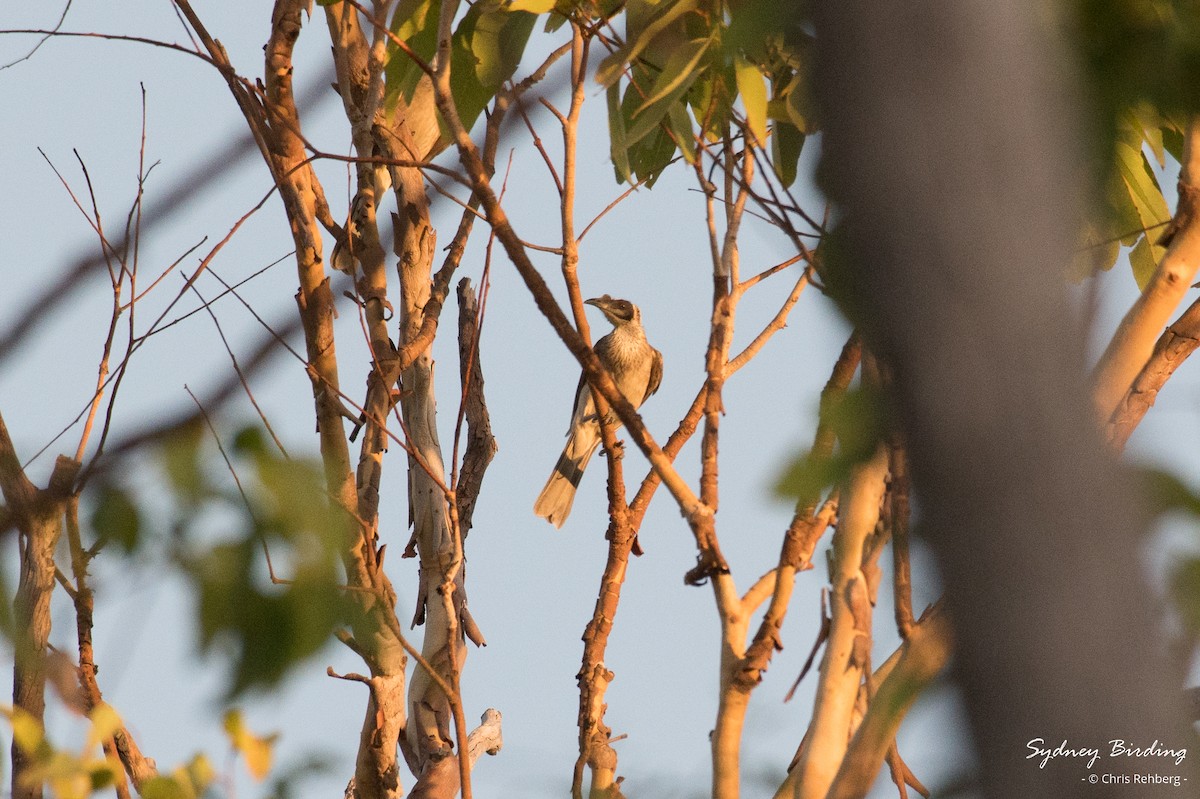 Silver-crowned Friarbird - ML623832339