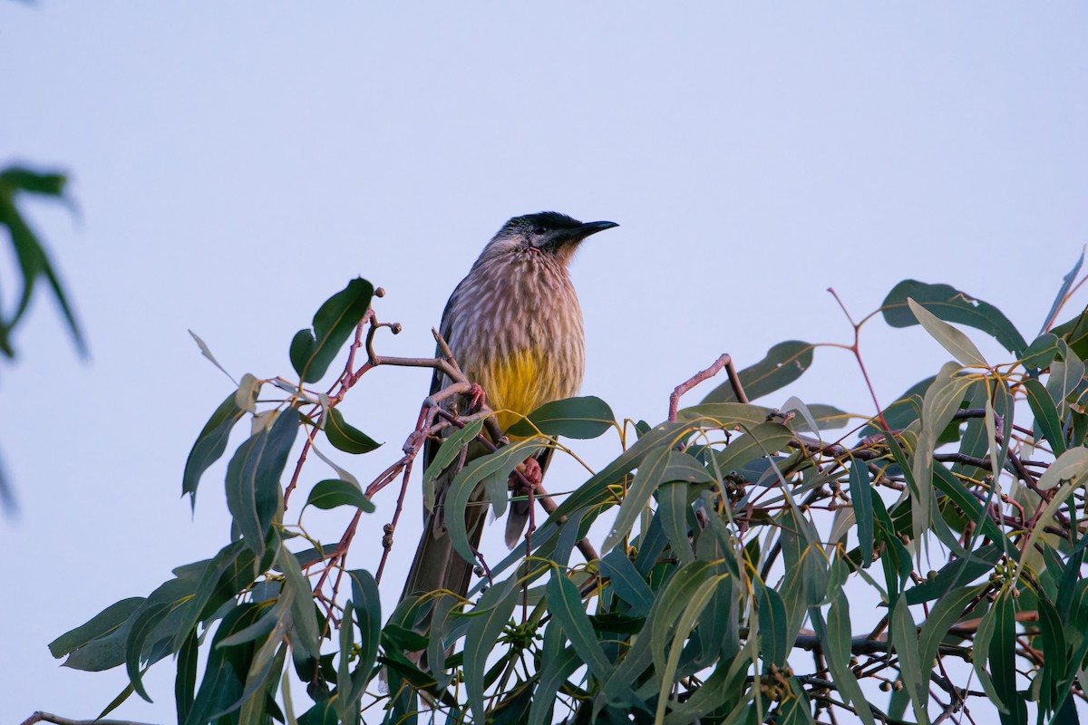 Red Wattlebird - ML623832351