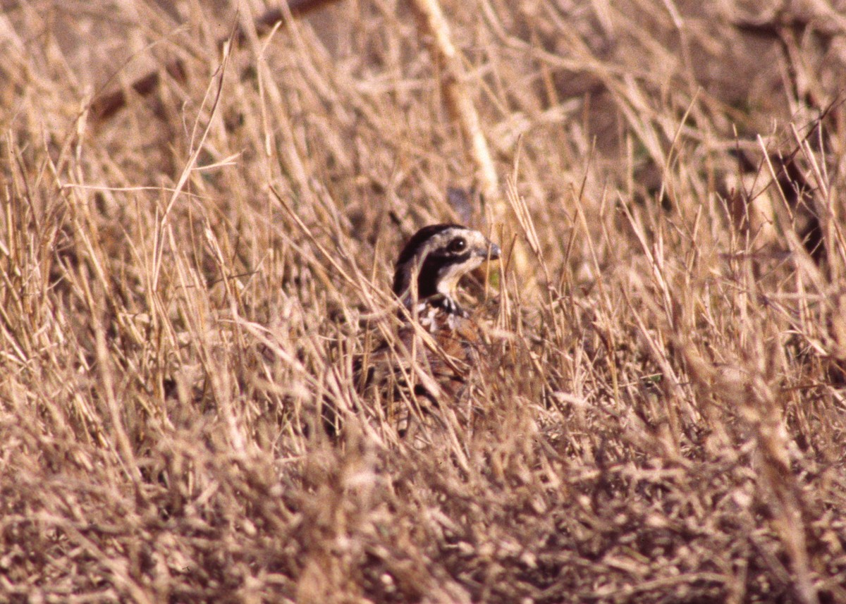 Northern Bobwhite - ML623832368