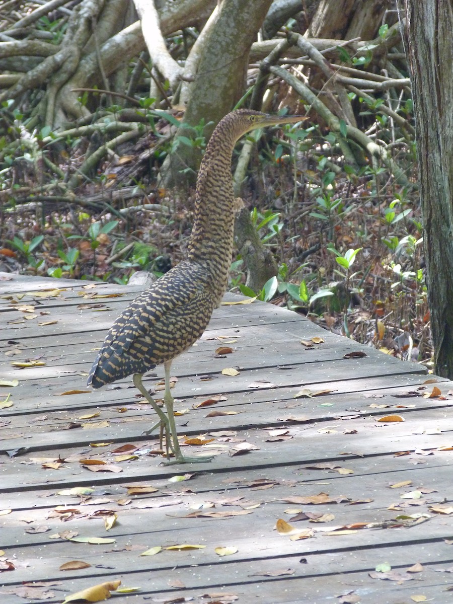 Bare-throated Tiger-Heron - ML623832369