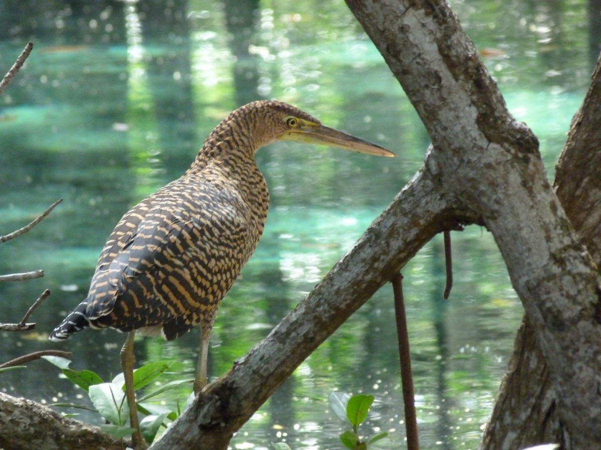 Bare-throated Tiger-Heron - ML623832371