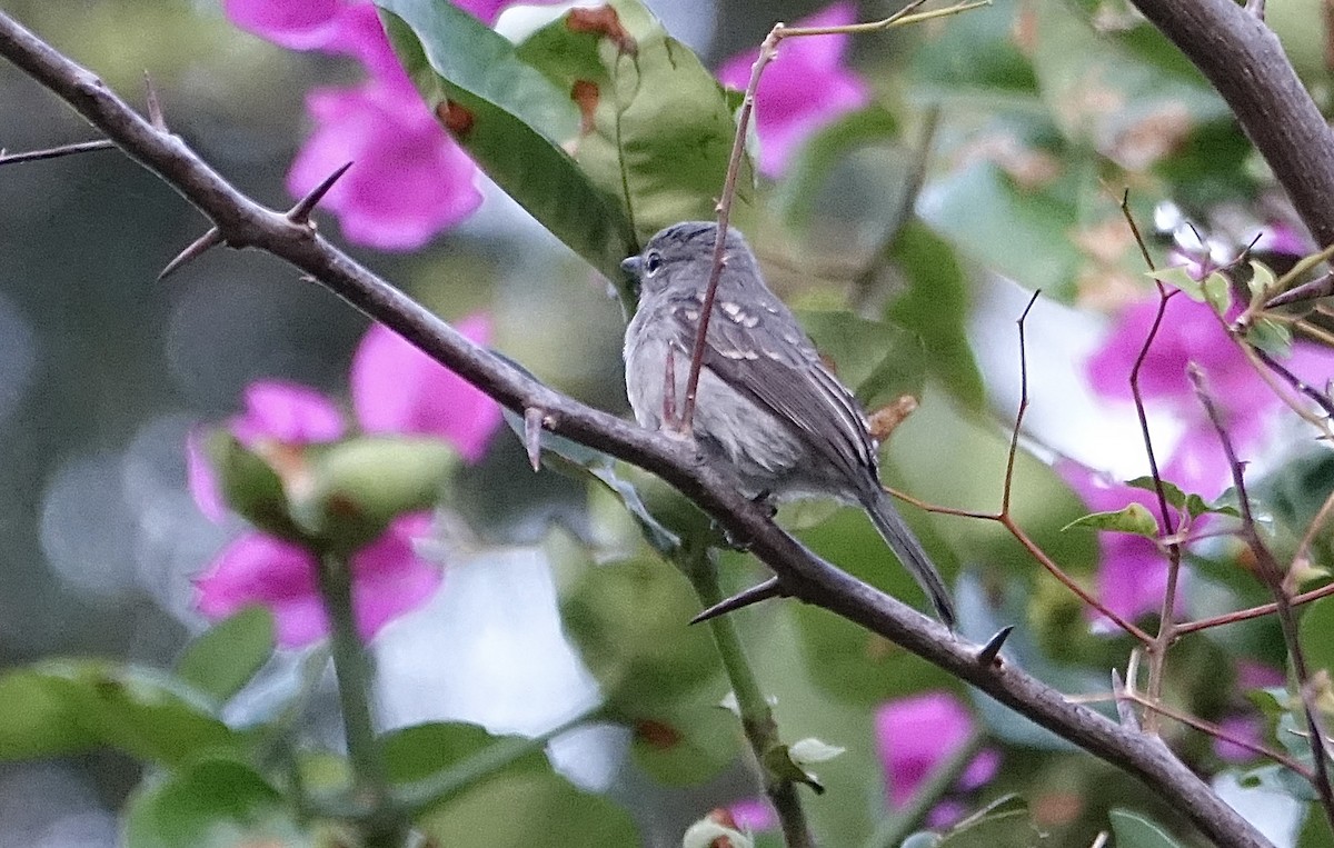 Ashy Flycatcher - ML623832377