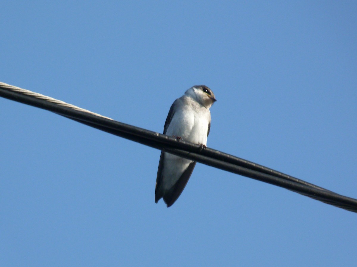 Mangrove Swallow - ML623832405