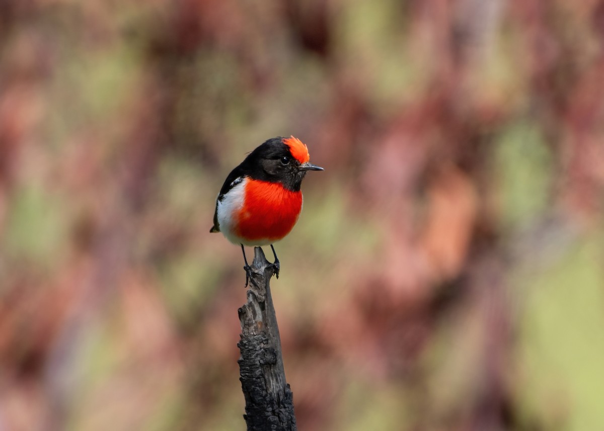 Red-capped Robin - ML623832407