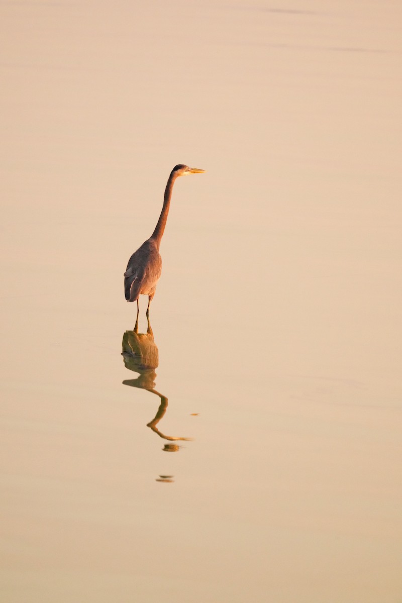 Great Blue Heron (Great Blue) - ML623832437