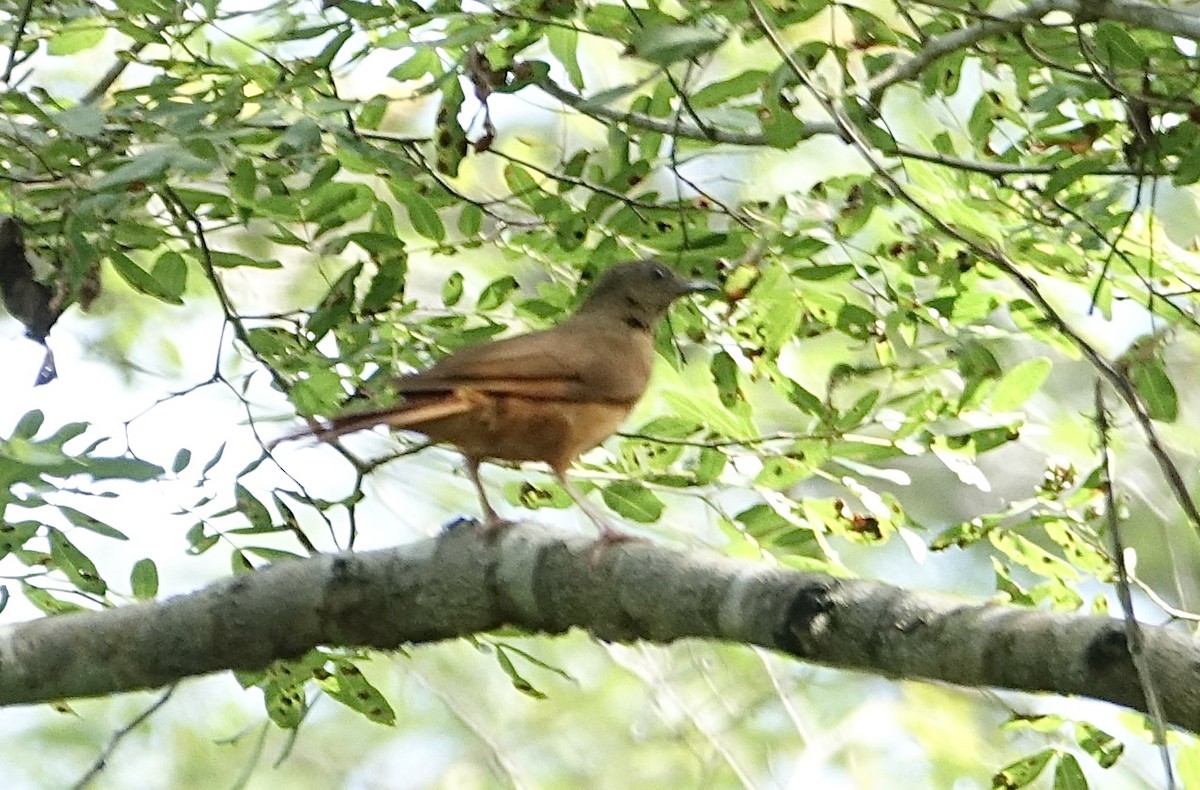Red-tailed Ant-Thrush - ML623832443