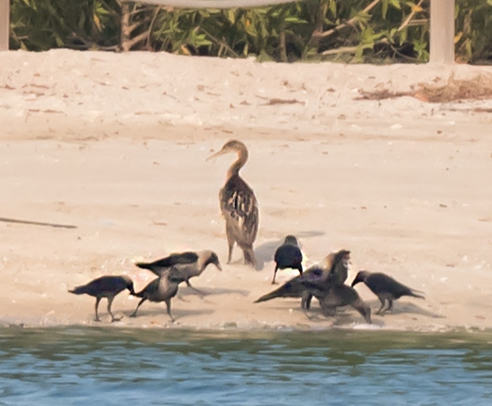 Socotra Cormorant - ML623832446