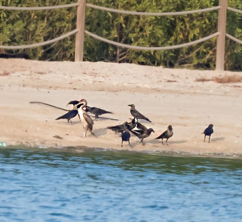 Socotra Cormorant - ML623832447