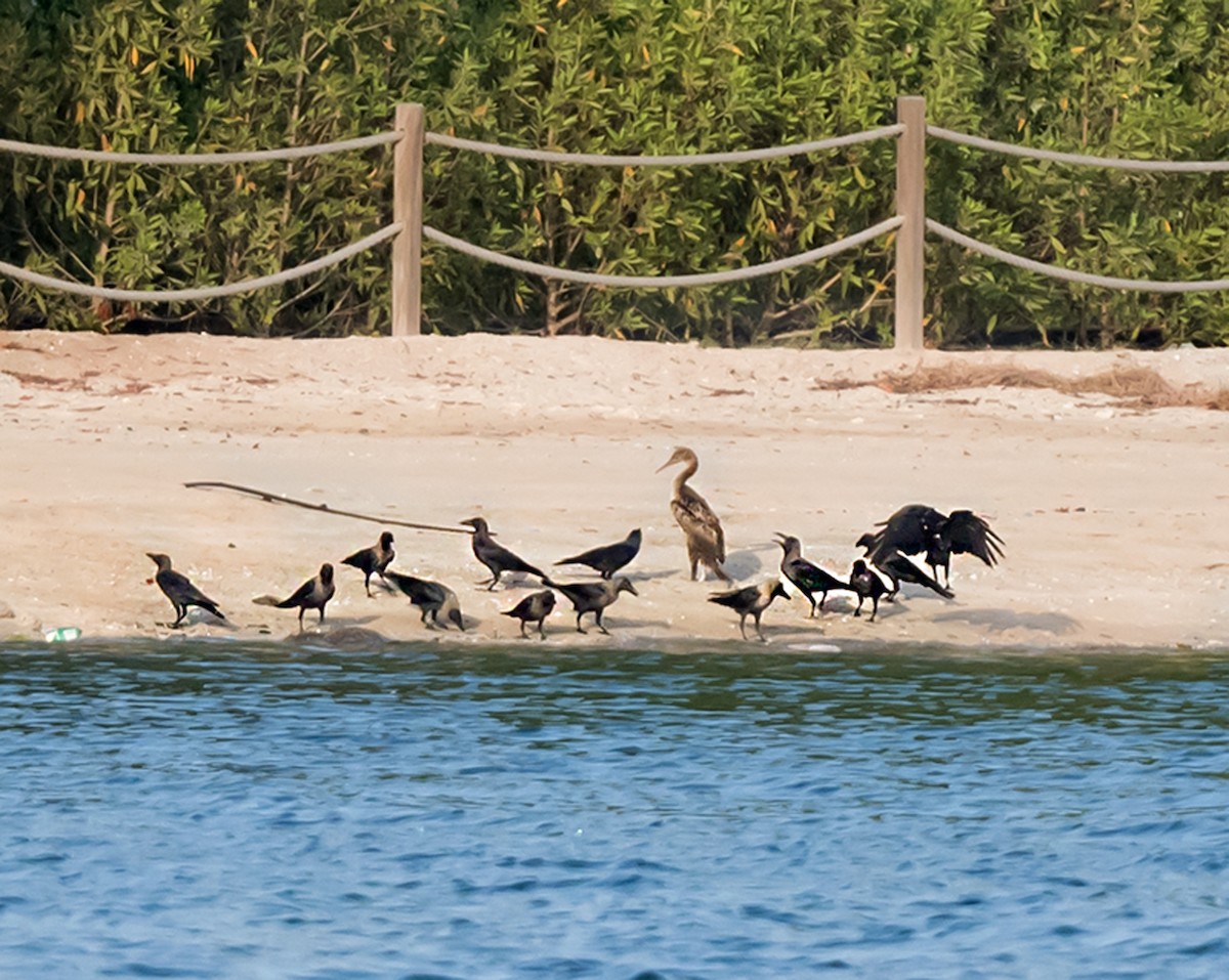 Socotra Cormorant - ML623832449