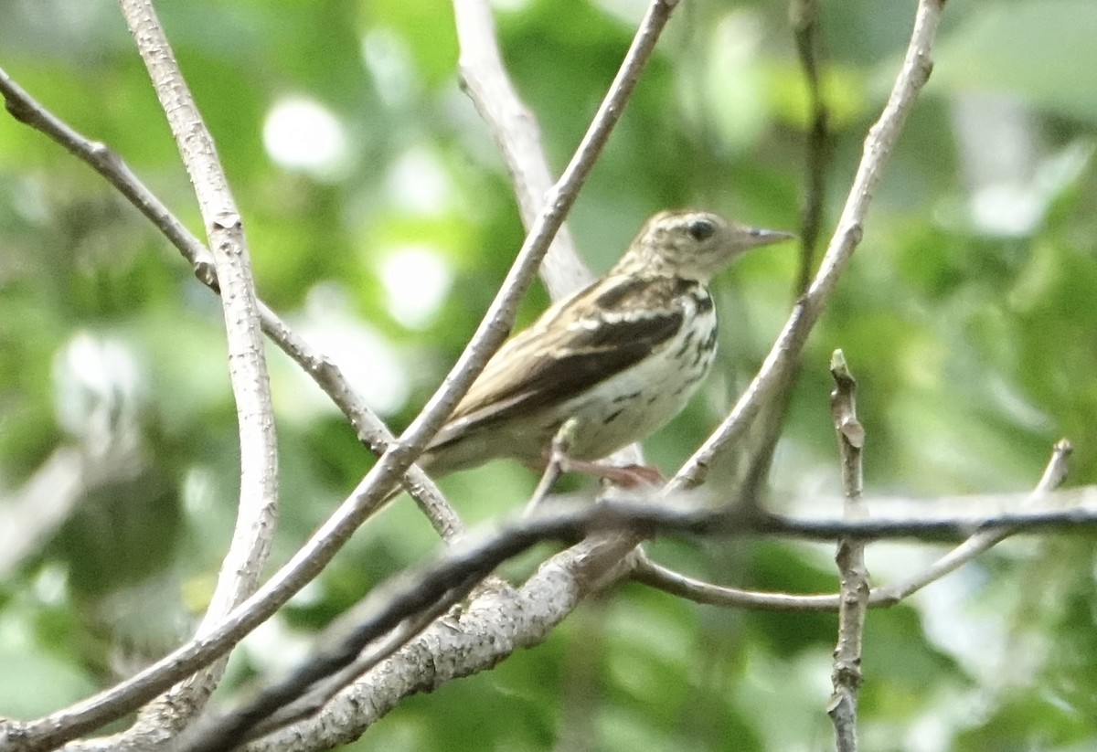 Sokoke Pipit - ML623832450