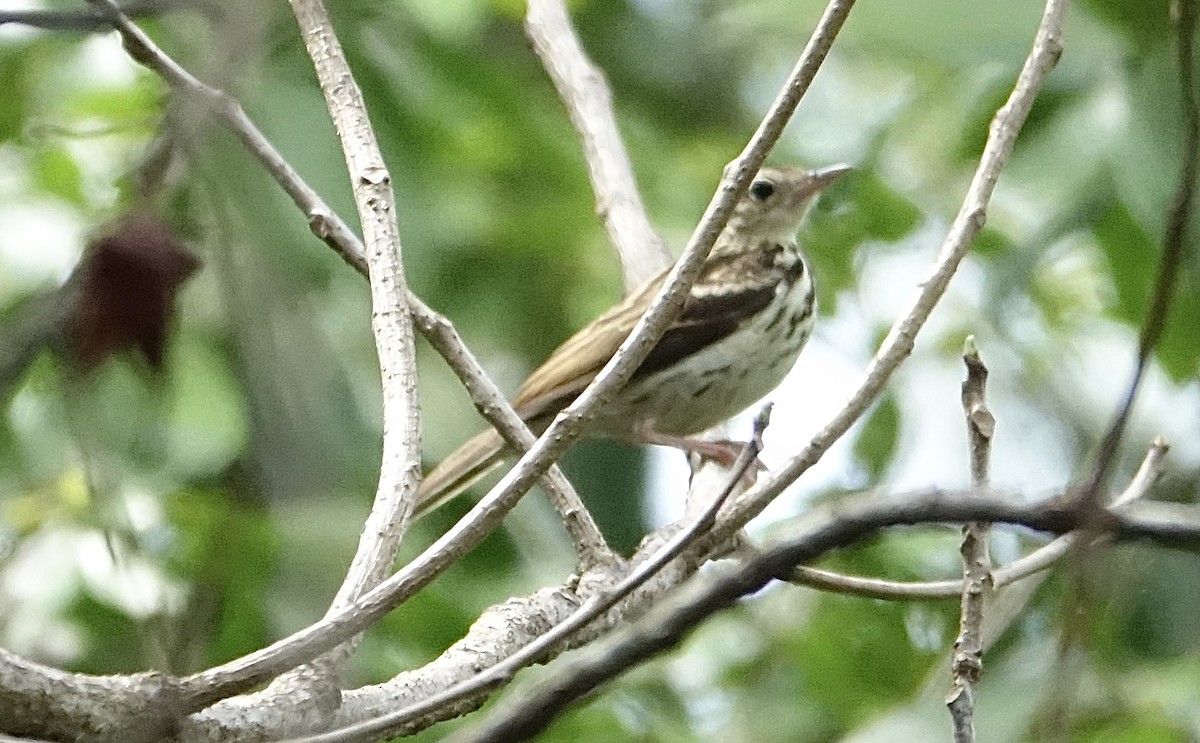 Sokoke Pipit - ML623832451