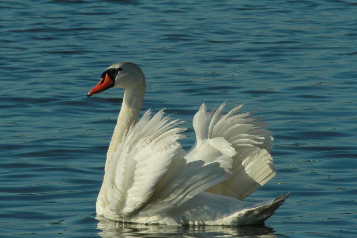 Cygne tuberculé - ML623832462