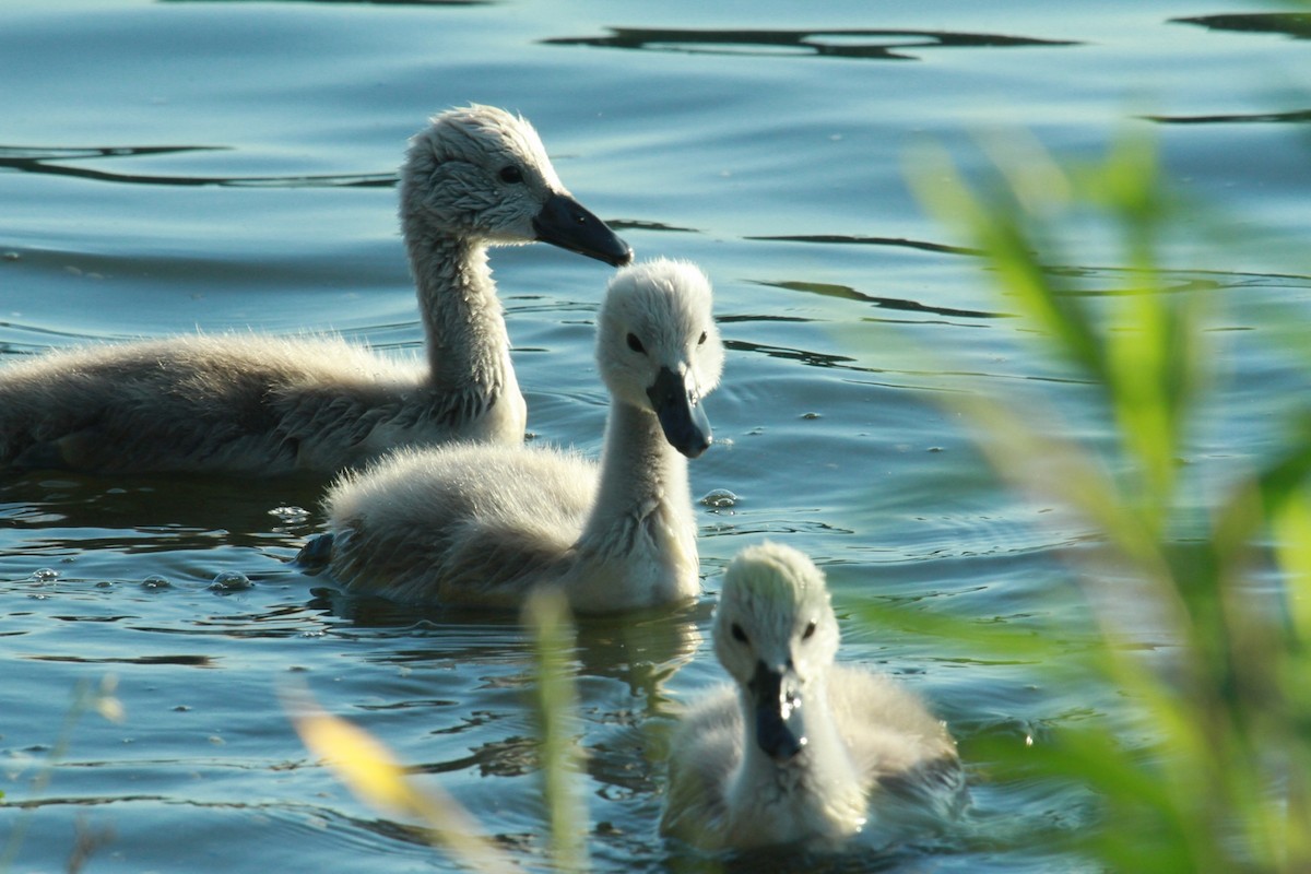 Cygne tuberculé - ML623832463