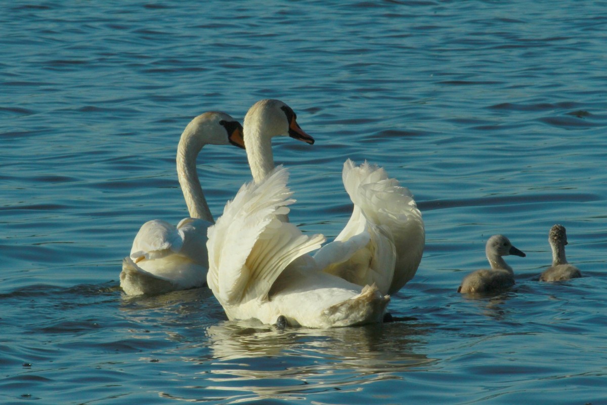 Cygne tuberculé - ML623832464