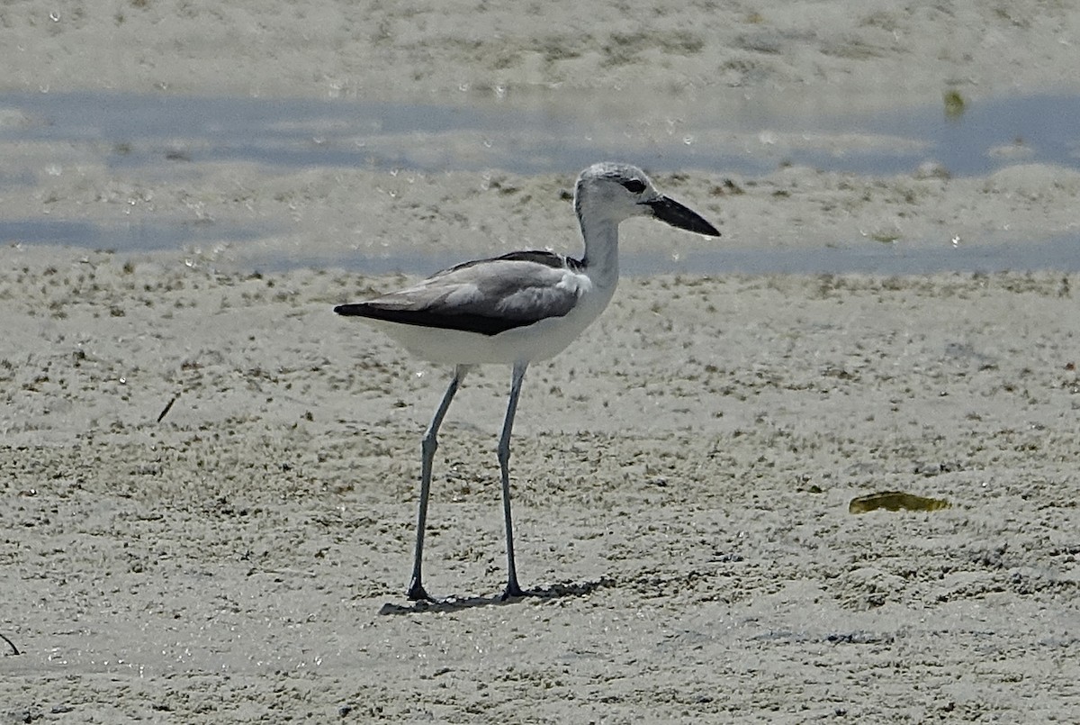 Crab-Plover - ML623832497