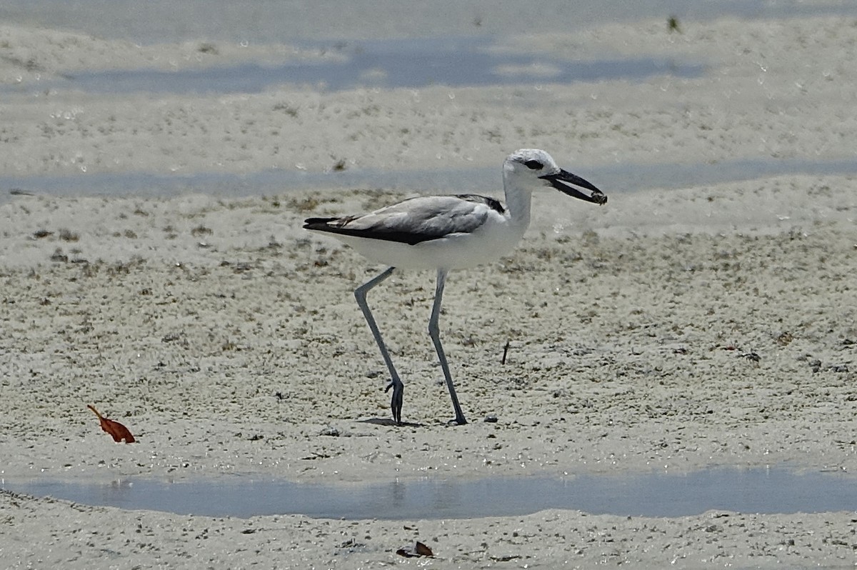 Crab-Plover - ML623832498