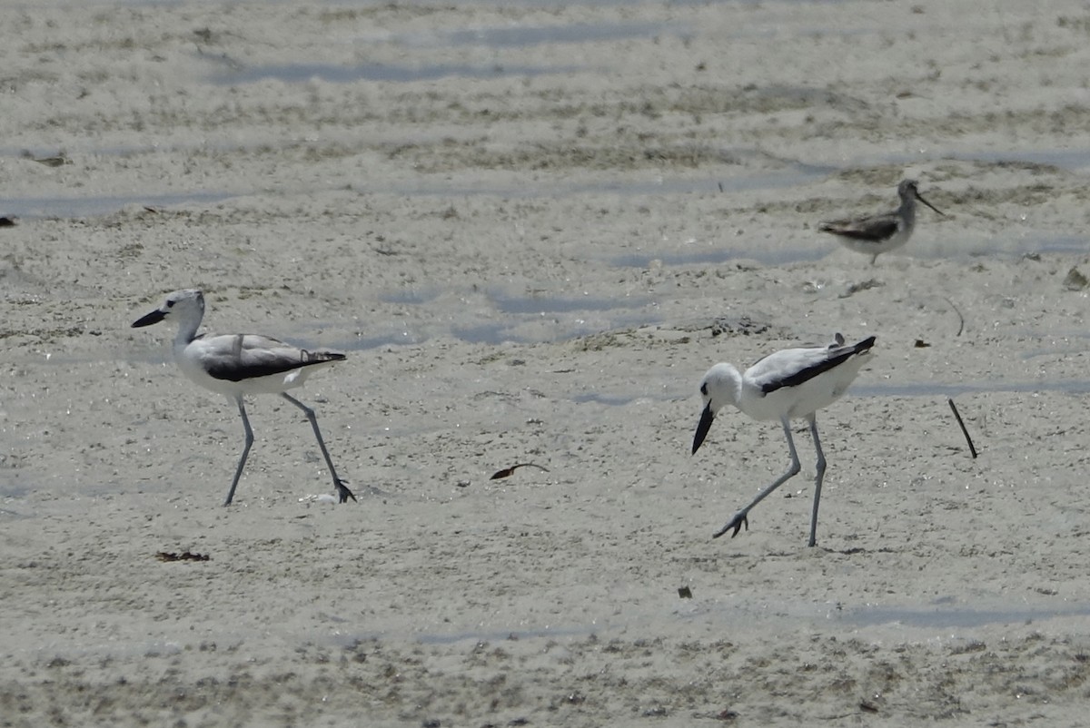 Crab-Plover - Martin Brookes