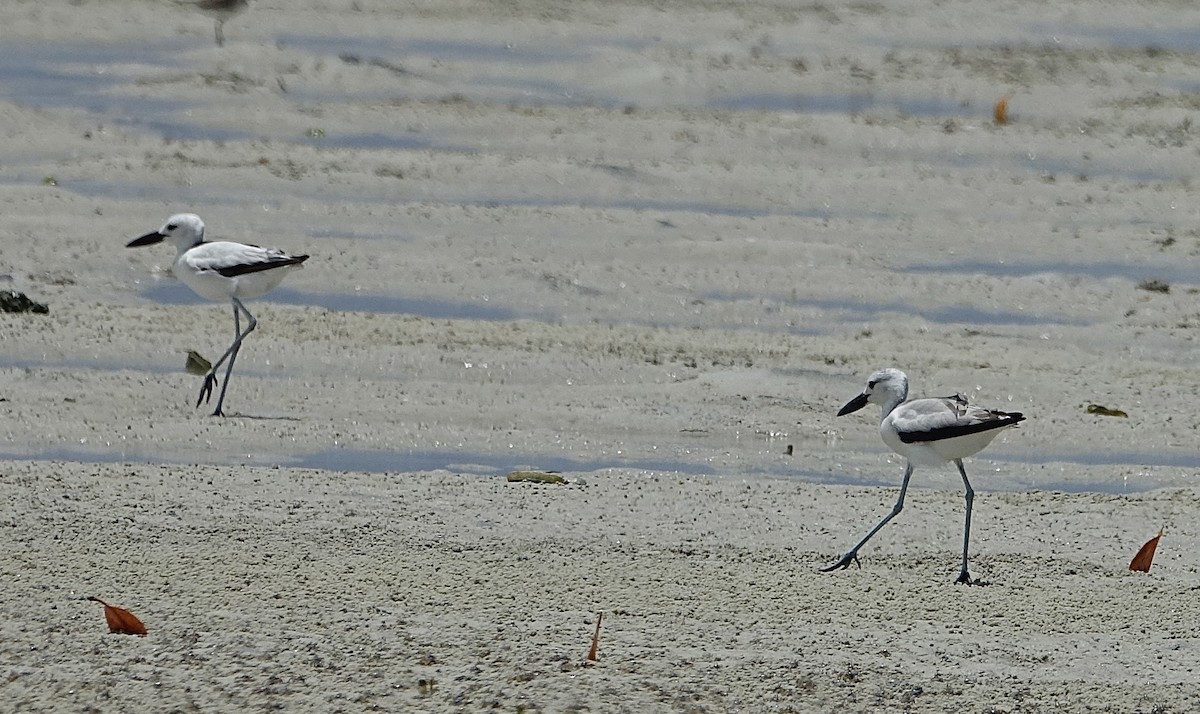 Crab-Plover - ML623832502